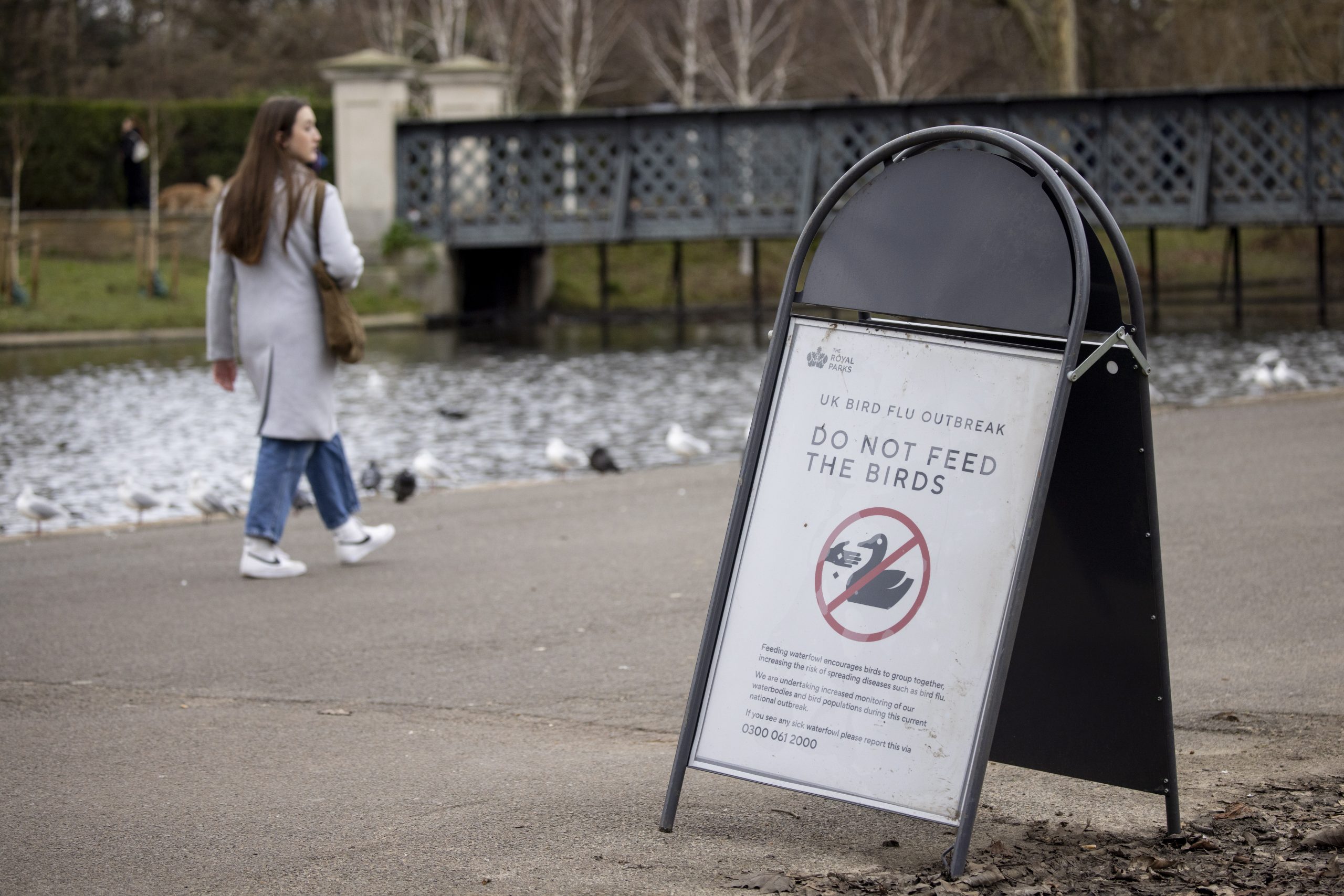 专家:禽流感恐在哺乳动物间传播 人类风险低