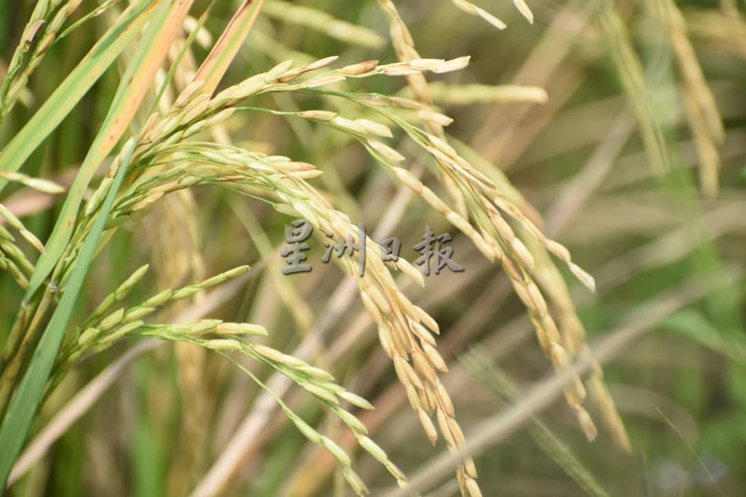 专题/第一篇/世界粮食危机-全球形势