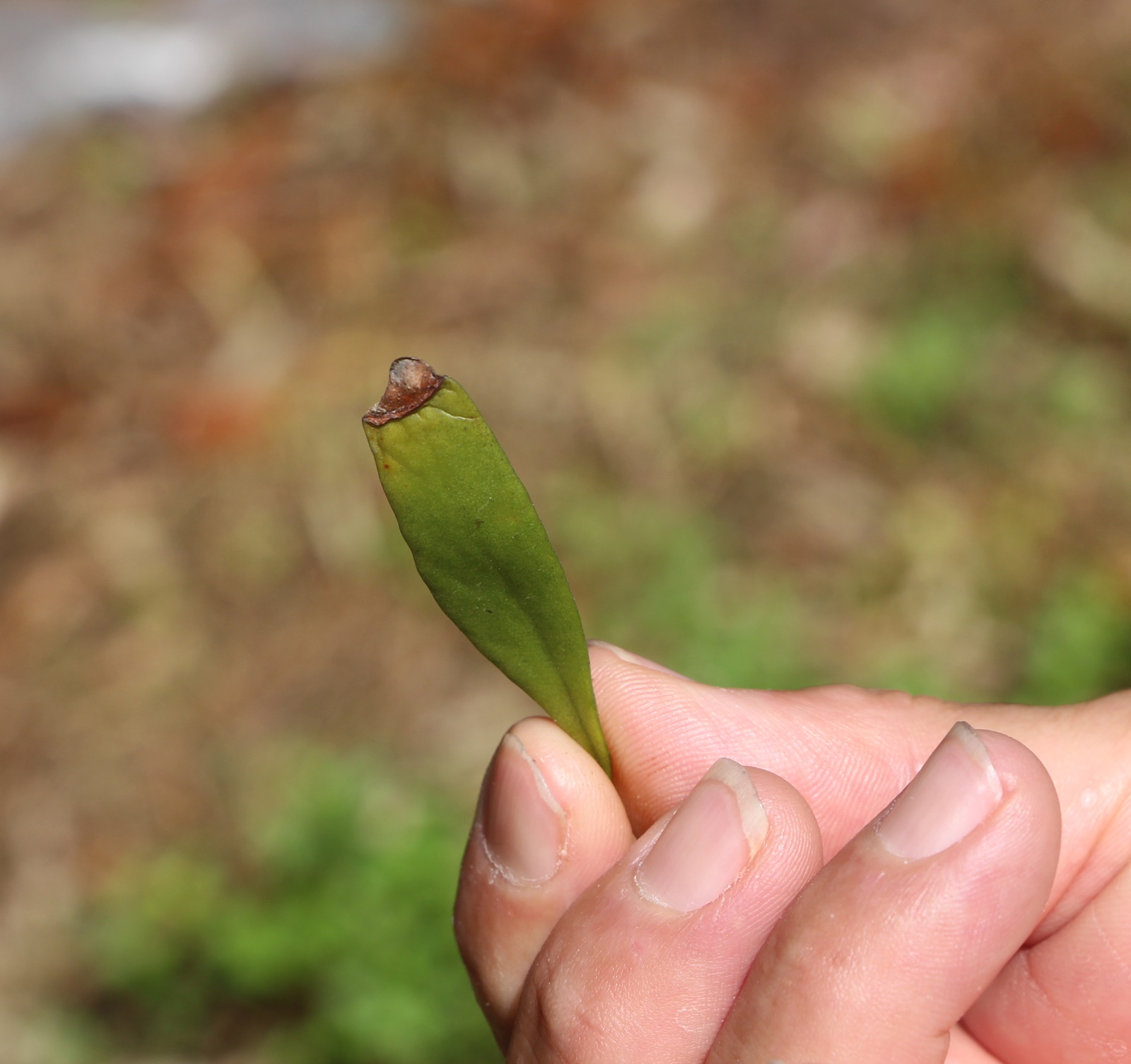 东:榴梿园面对寄生植物“五分钱”威胁,榴梿产量减少