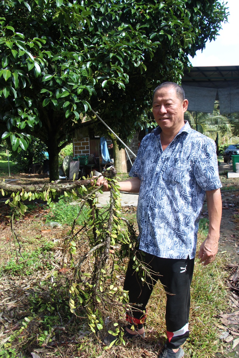 东:榴梿园面对寄生植物“五分钱”威胁,榴梿产量减少