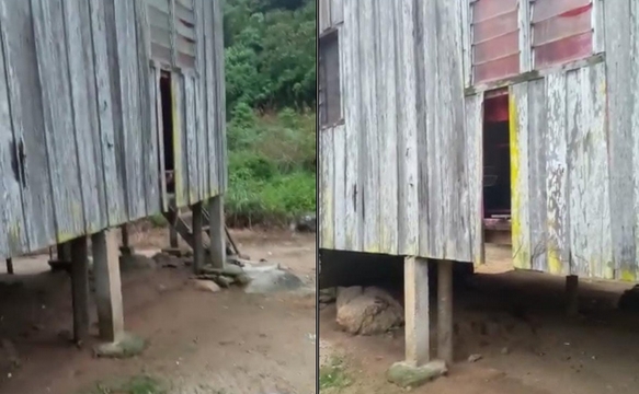 东:野象越来越逼近丹州话望生县布鲁克原住民村,甚至扯脱村民住家的墙板,非常骇人!