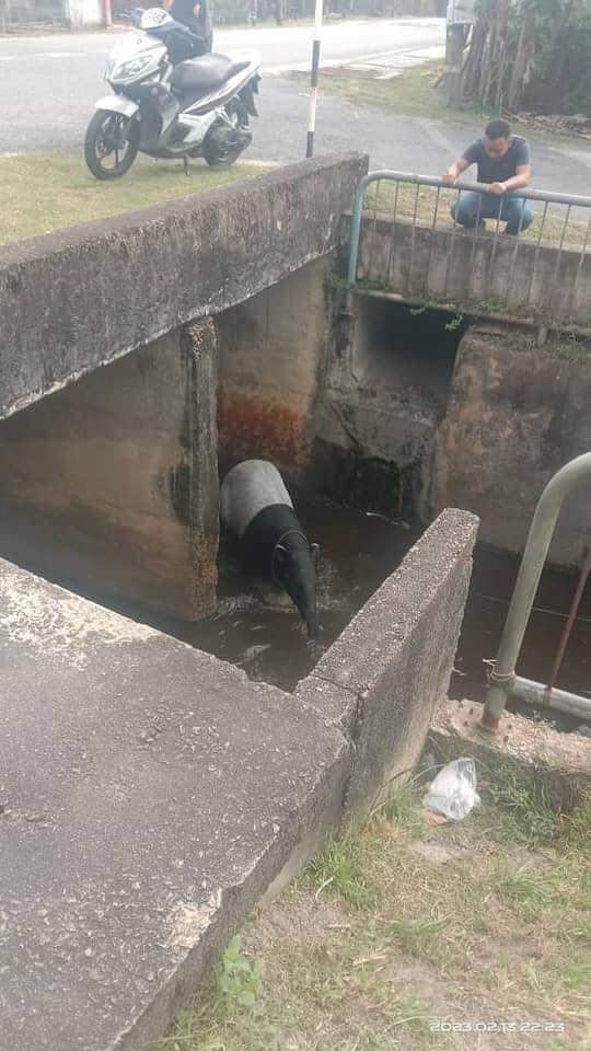 东:马来貘在市区游荡,还不小心掉进排水沟受困,最后安全被就出来,不过身体多处受伤。