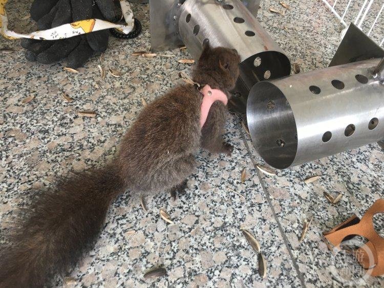 中国培训首批缉毒松鼠 适合搜索复杂环境