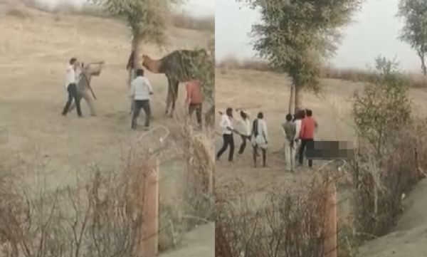 买下20天骆驼突发狂 咬断主人头被村民打死