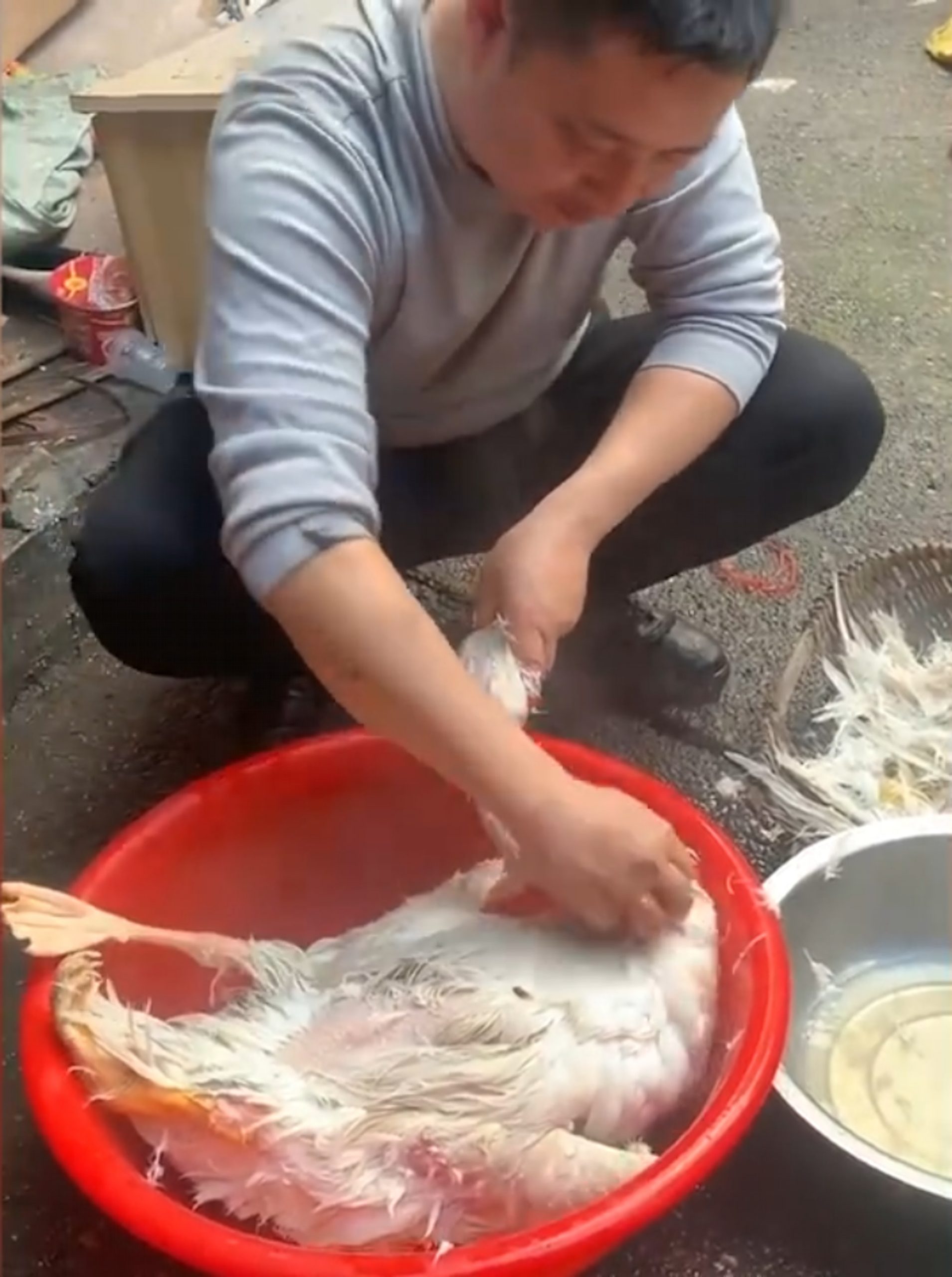 从养鹅开始!湖南老公花逾半年亲手为妻制羽绒