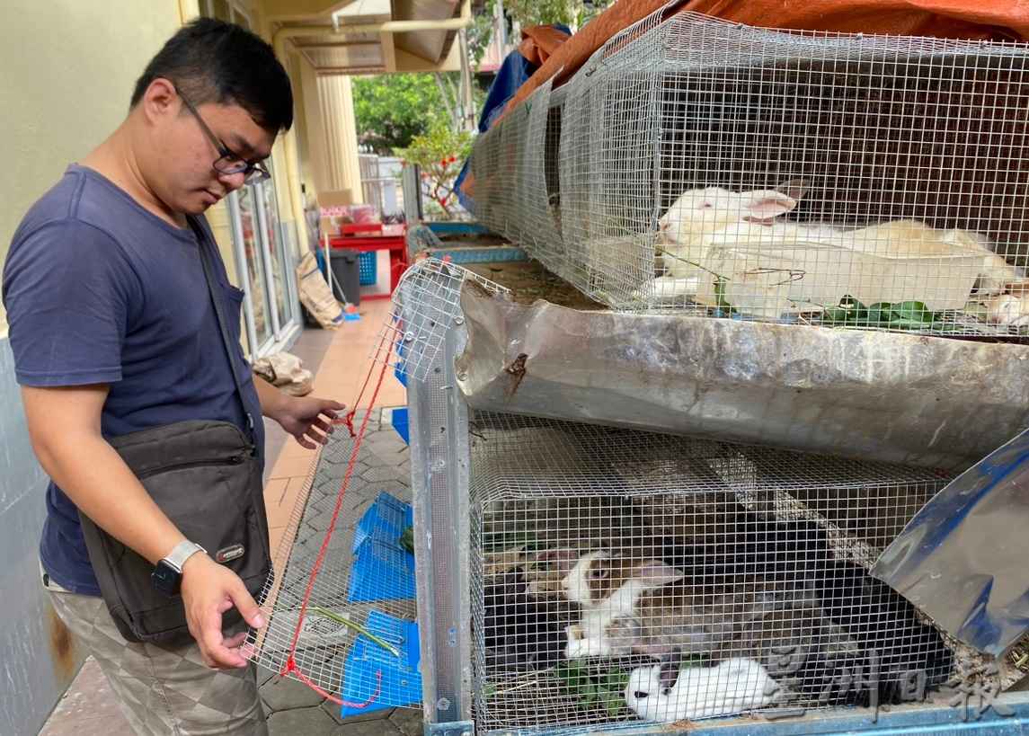 供上网（大北马）林圣凯把兔宝宝当宠物，住家豢养大小兔子逾20只。