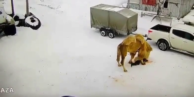 俄罗斯骆驼罕见咬死人 民众惊恐枪杀它后才知真相