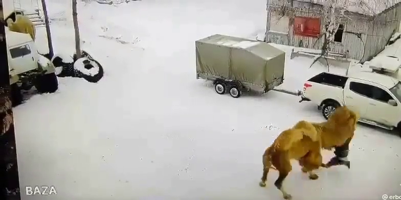 俄罗斯骆驼罕见咬死人 民众惊恐枪杀它后才知真相