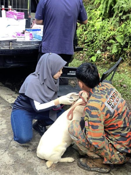 吉隆坡兽医局01/灾难现场暖心时刻,将狗狗遗体“送”回家