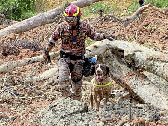 吉隆坡兽医局01/灾难现场暖心时刻,将狗狗遗体“送”回家
