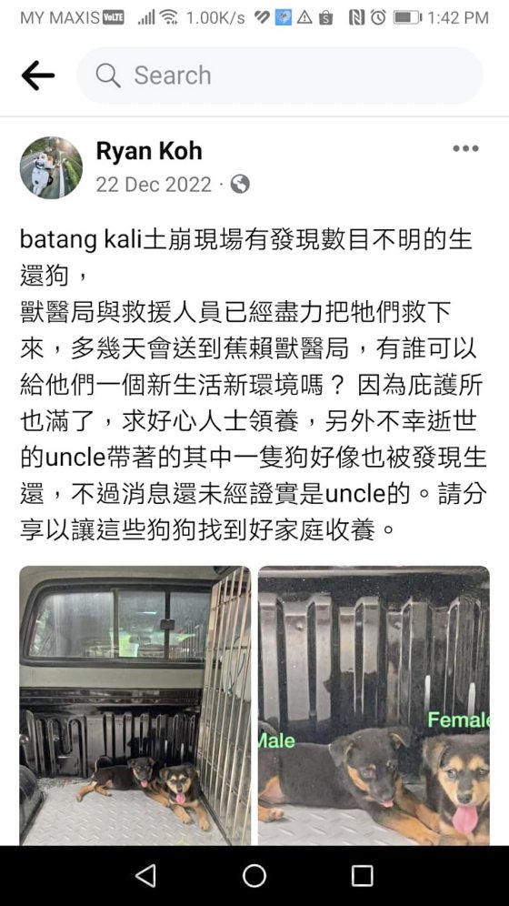 吉隆坡兽医局02/救助不分界线,照料搜救犬健康,也拯救受困灾场毛孩