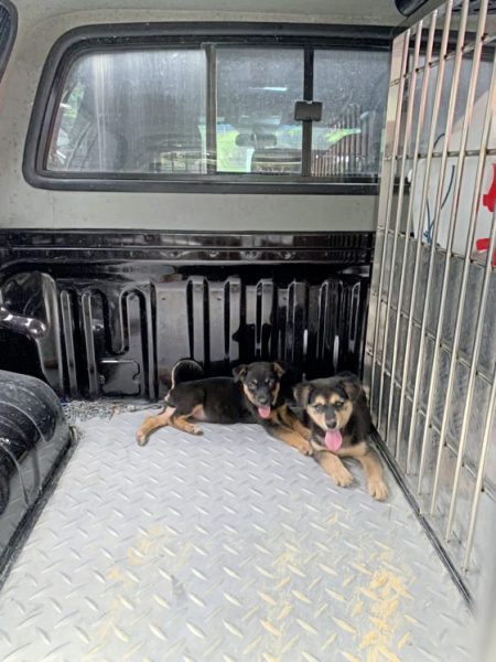 吉隆坡兽医局02/救助不分界线,照料搜救犬健康,也拯救受困灾场毛孩