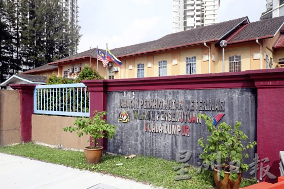 吉隆坡兽医局02/救助不分界线,照料搜救犬健康,也拯救受困灾场毛孩