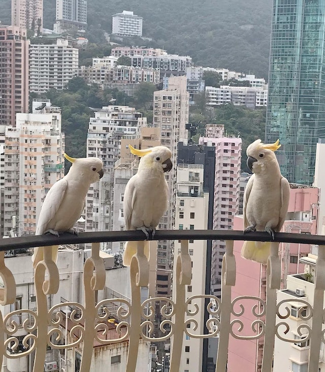 周慧敏家飞来不速之客 大有来头全球只有2000只	