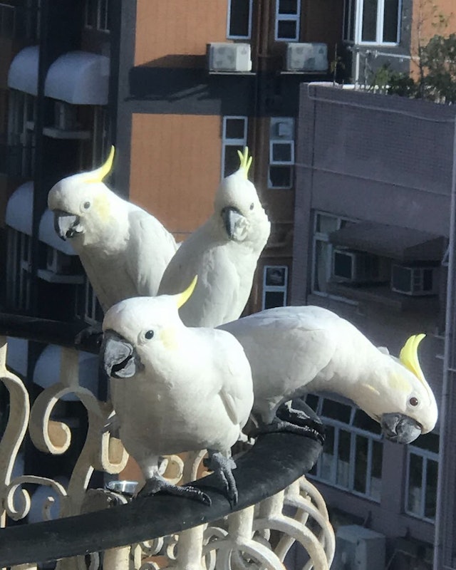 周慧敏家飞来不速之客 大有来头全球只有2000只	