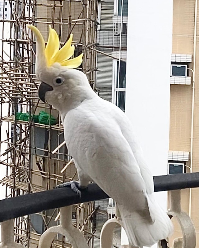 周慧敏家飞来不速之客 大有来头全球只有2000只	