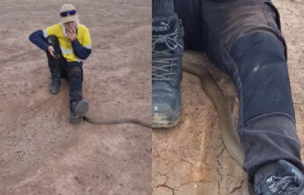 坐路边休息！世界第二毒蛇突然“钻进双腿”　女子淡定抽烟画面曝光