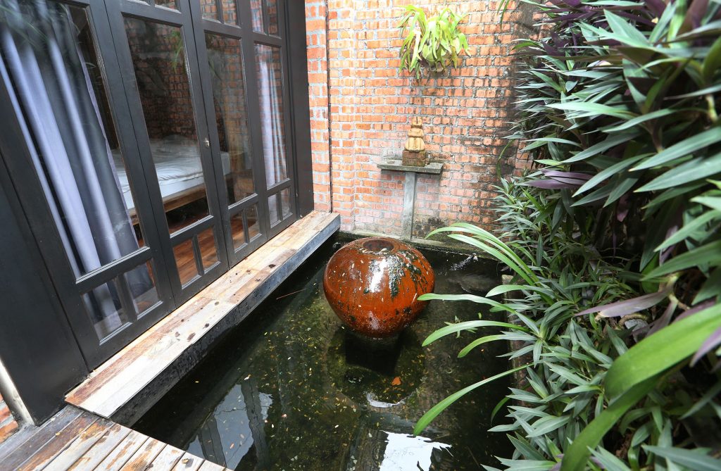 大霹雳封底主文/【我家萌宠】/猪鼻龟带喜剧效果 天然呆很可爱