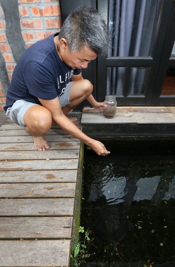大霹雳封底主文/【我家萌宠】/猪鼻龟带喜剧效果 天然呆很可爱