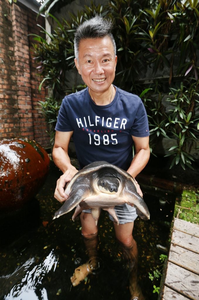 大霹雳封底主文／【我家萌宠】／猪鼻龟带喜剧效果 天然呆很可爱