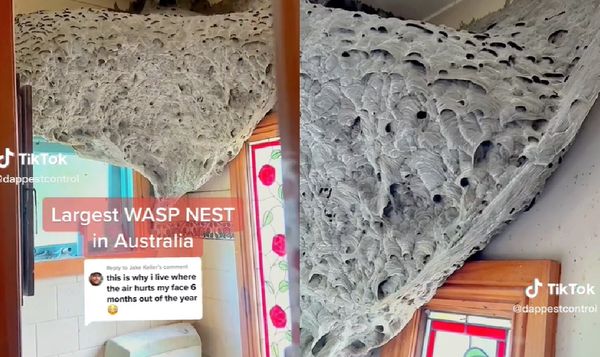 天花板出现“1.5公尺怪物蜂巢” 专家:没看过这么大