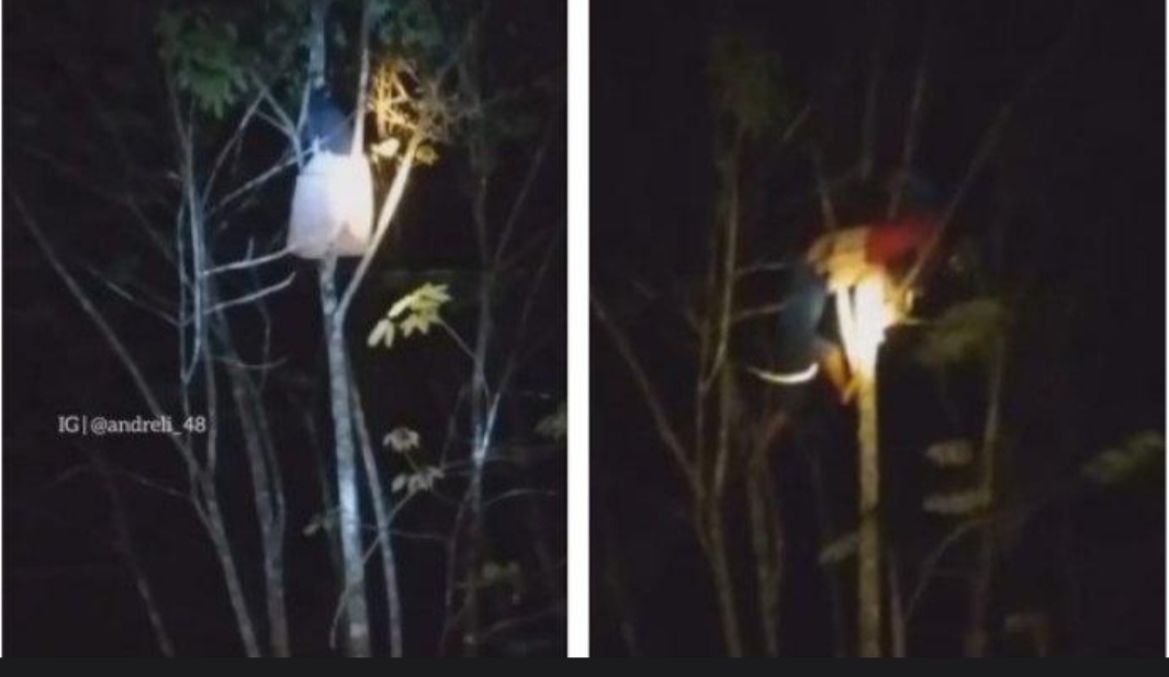 女子疑因压力过大 爬上树歇斯底里尖叫