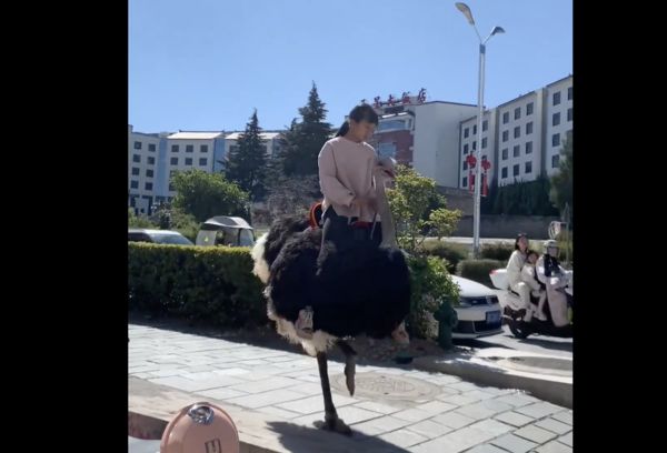 小妹骑“鸵鸟牌车车”上课 大马路上优雅跳跃