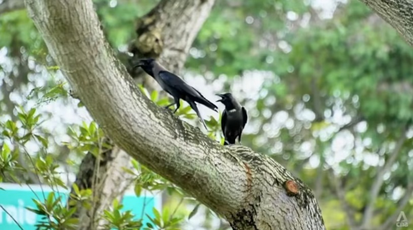 *已签发*柔:狮城二三事:ACRES:相比起扑杀 有更好方式控制乌鸦数量