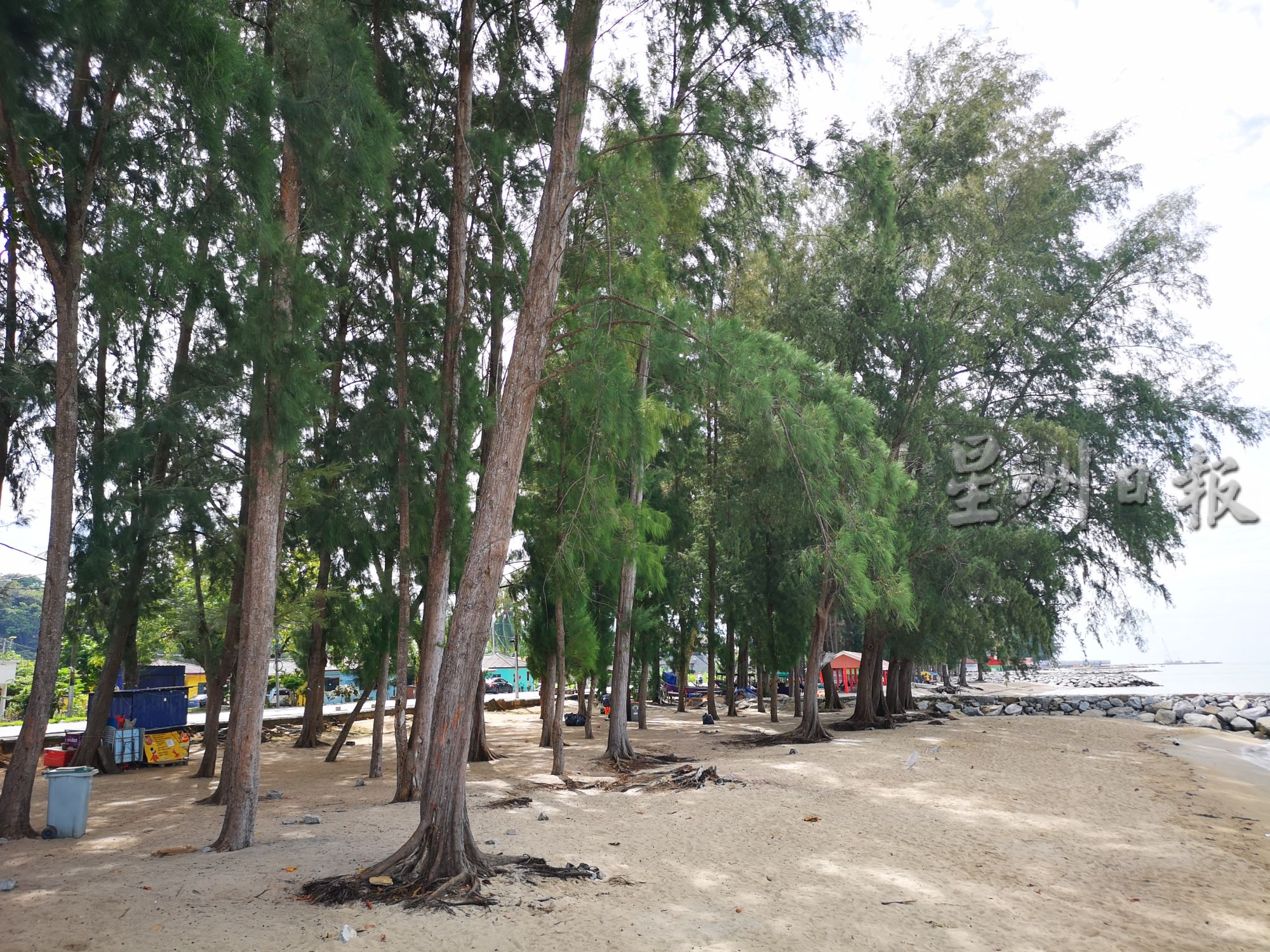 市厅整顿班台昆罗公主海滩，首阶段整顿班台昆罗公主海滩计划，首阶段是修砍及移除尾端近百棵大树保障安全
