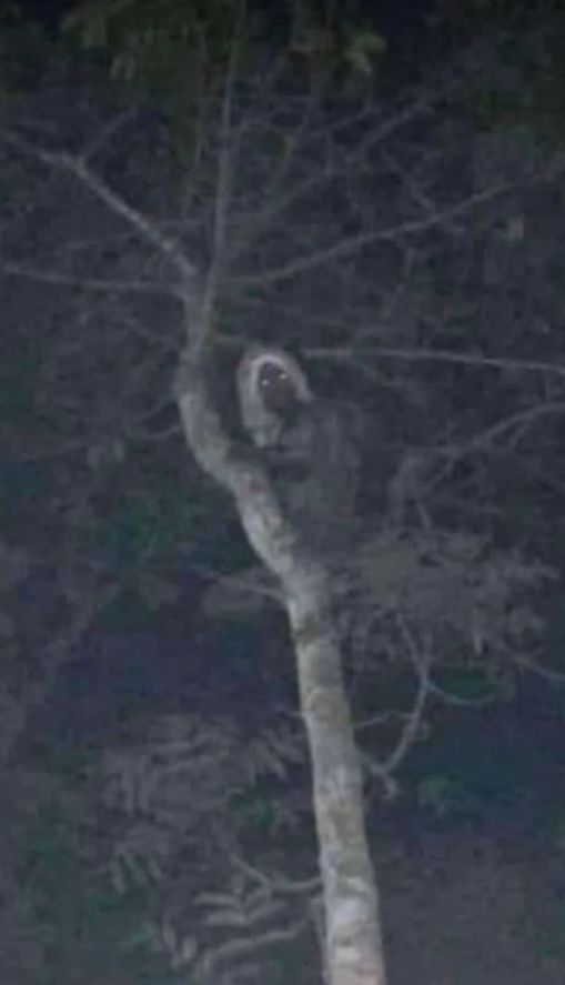 拼盘／“拍到马雅精灵了”墨西哥总统嗨翻PO照　谜样生物狠瞪镜头毛炸