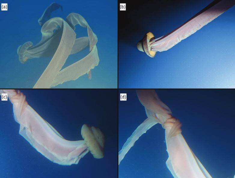 拼盘/像外星人飞碟!极罕见巨型幻影水母 在南极洲寒冷水域现身