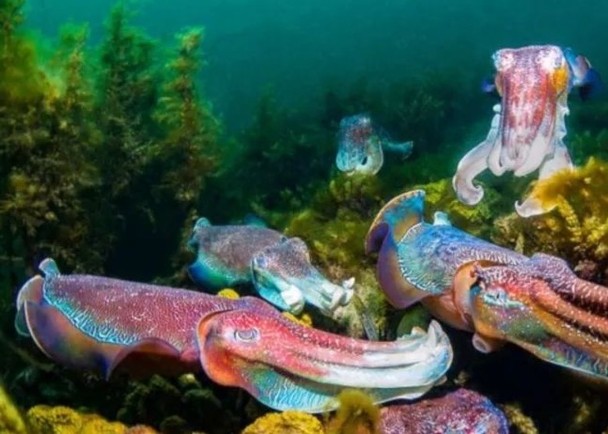 拼盘/南澳巨型乌贼保护区 列国家遗产名录