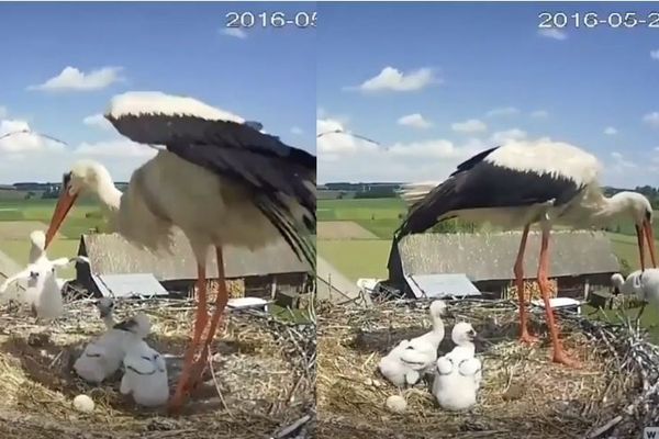 拼盘/叼起1宝往外丢!白鹳妈妈“残酷3选1” 巢里2手足目睹坠落傻眼