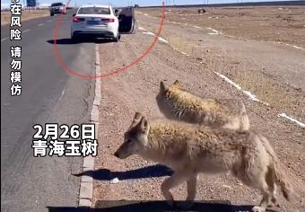 拼盘／女孩旅游遇“帅气大狗狗”要下车拍照　后车司机吓喊：那是狼