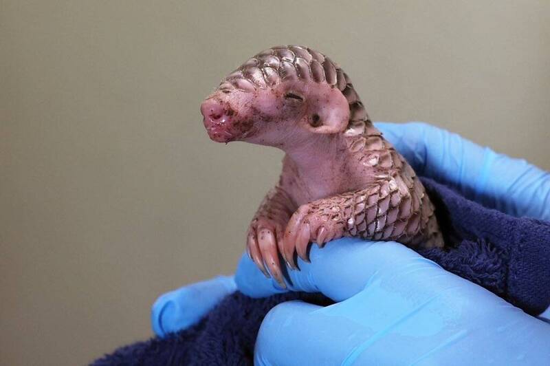 拼盘／捷克穿山甲宝宝近况曝光！ 体重增加、小眼睛露出笑容