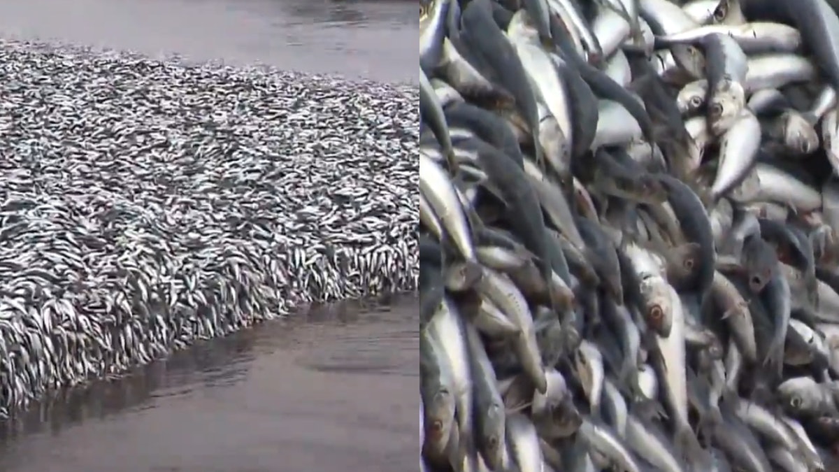 拼盘/日本地震先兆?沙滩“死白一片”全是沙丁鱼