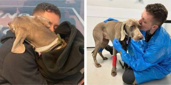 拼盘/爱犬罹病医药费达72万 宠狗爸住车上陪伴:卖房也要救一命