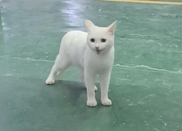 拼盘/跌进油漆桶!白猫全身染成绿色撞脸“绿巨人浩克” 主人洗到崩溃