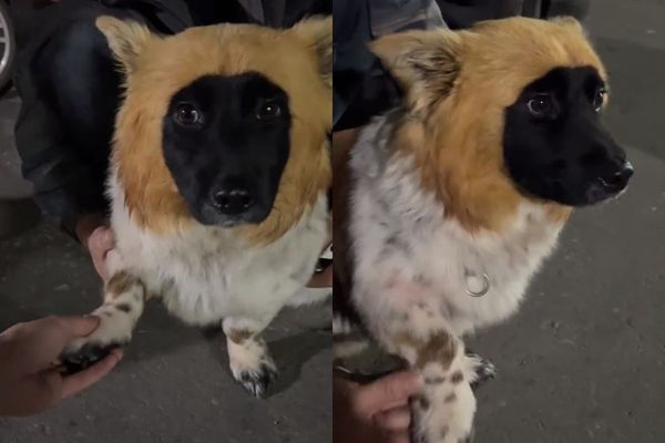 拼盘／路上惊见金毛黑面狗！活像P图染色　饲主喊冤曝稀有真相