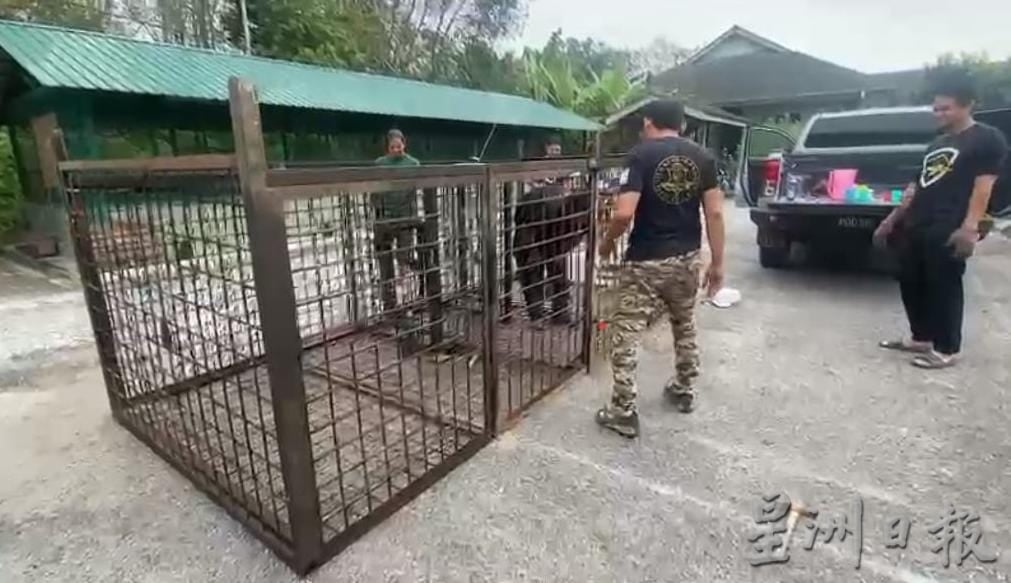 攀龙岗山须提防 丹那依淡现老虎黑豹踪影