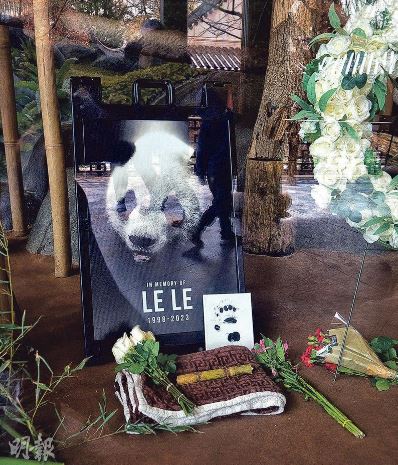 旅美熊猫脱毛萎顿 网民忧受虐 中方派人协调 争取「丫丫」早日回国