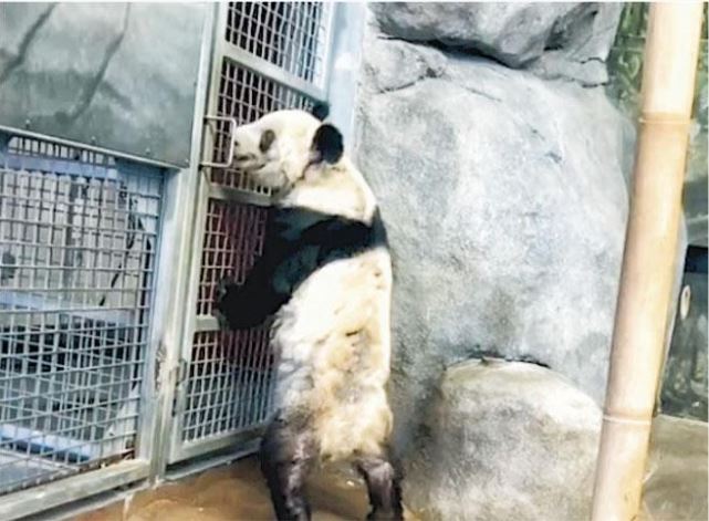 旅美熊猫脱毛萎顿 网民忧受虐 中方派人协调 争取「丫丫」早日回国