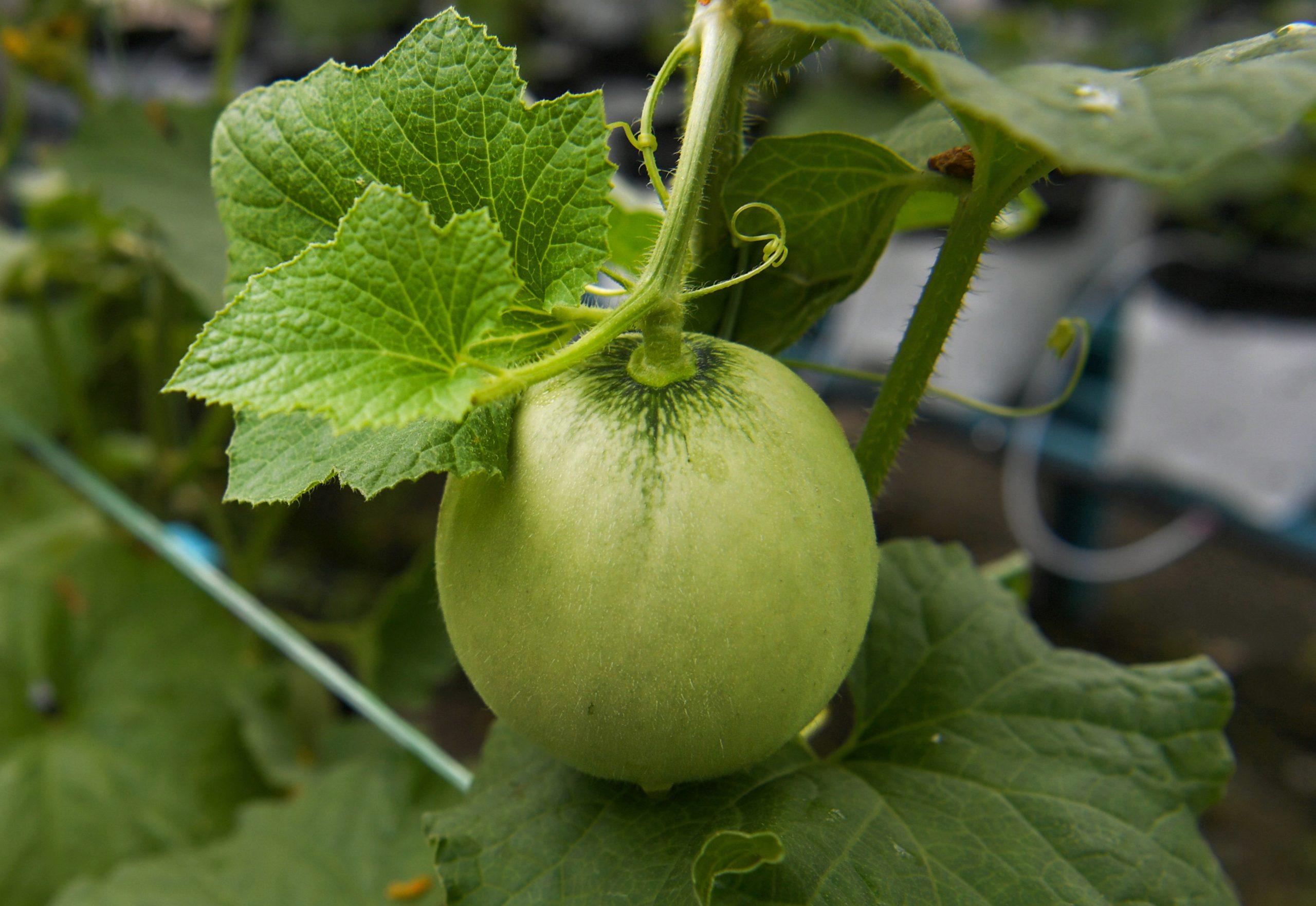 暖势力/城市农场