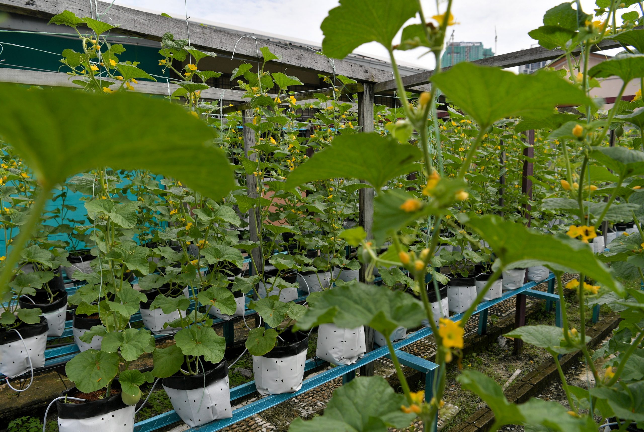 暖势力/城市农场