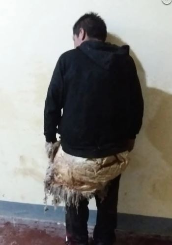 杀人犯越狱“穿羊毛外套假装是只羊”　四肢着匍匐行列破功