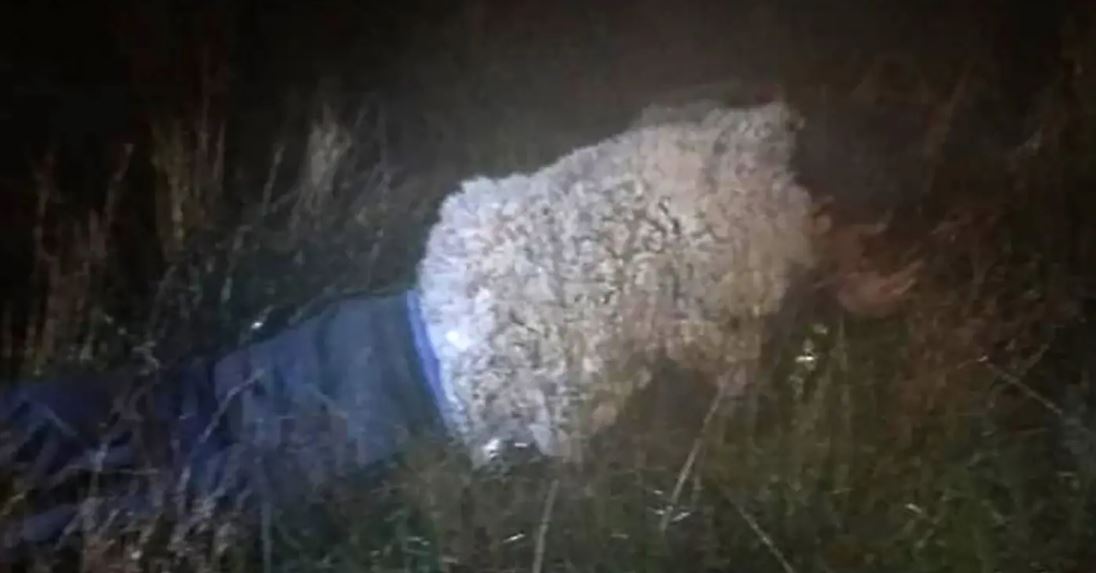 杀人犯越狱“穿羊毛外套假装是只羊”　四肢着匍匐行列破功