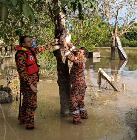 柔︰雄猫遇水患 树上避难困1天 见消拯员“喵喵”声求救