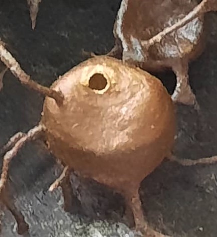 柔：今日面谱：为了孩子而养蜂，苏有福成为养蜂人达人