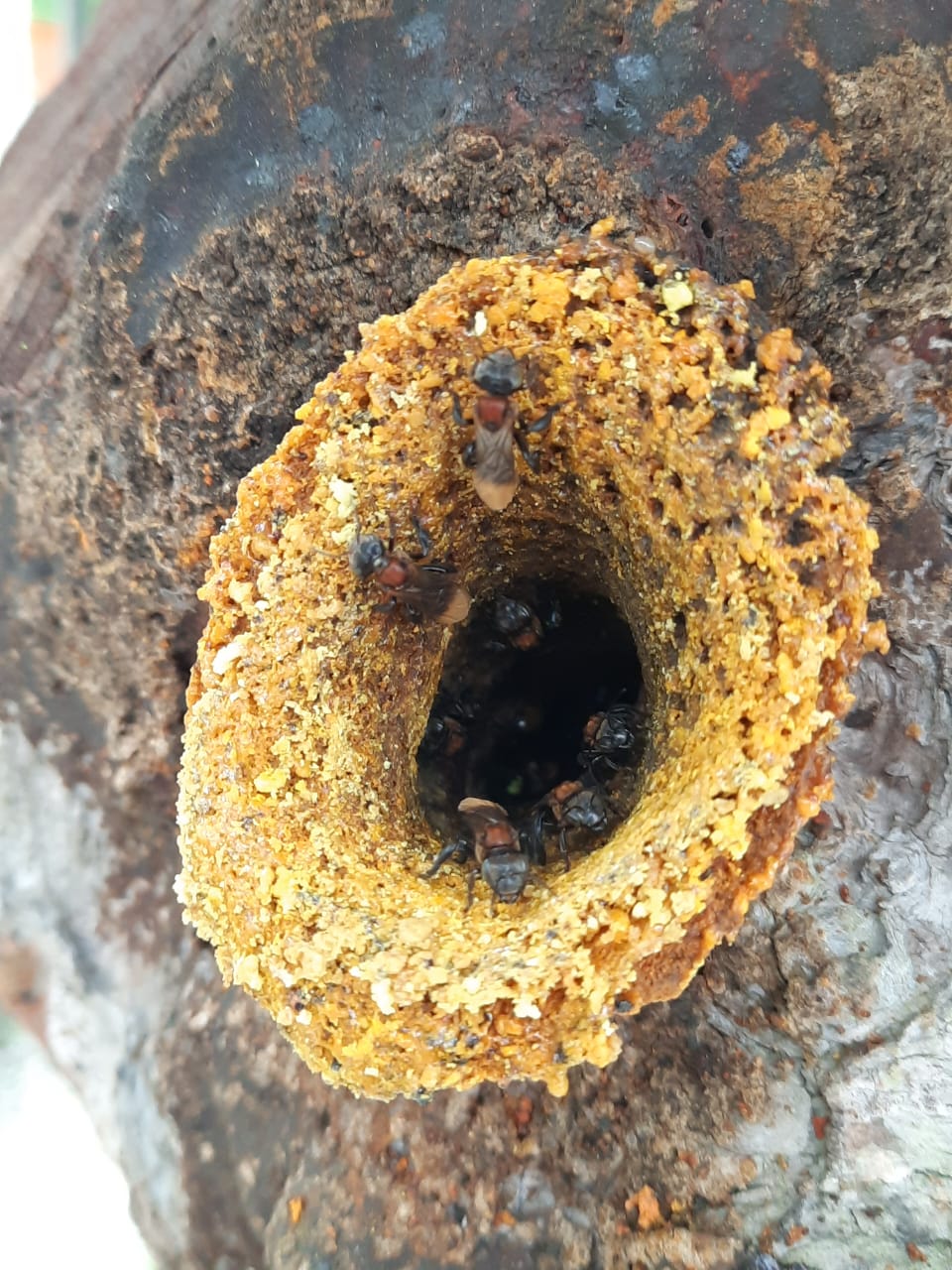 柔：今日面谱：为了孩子而养蜂，苏有福成为养蜂人达人