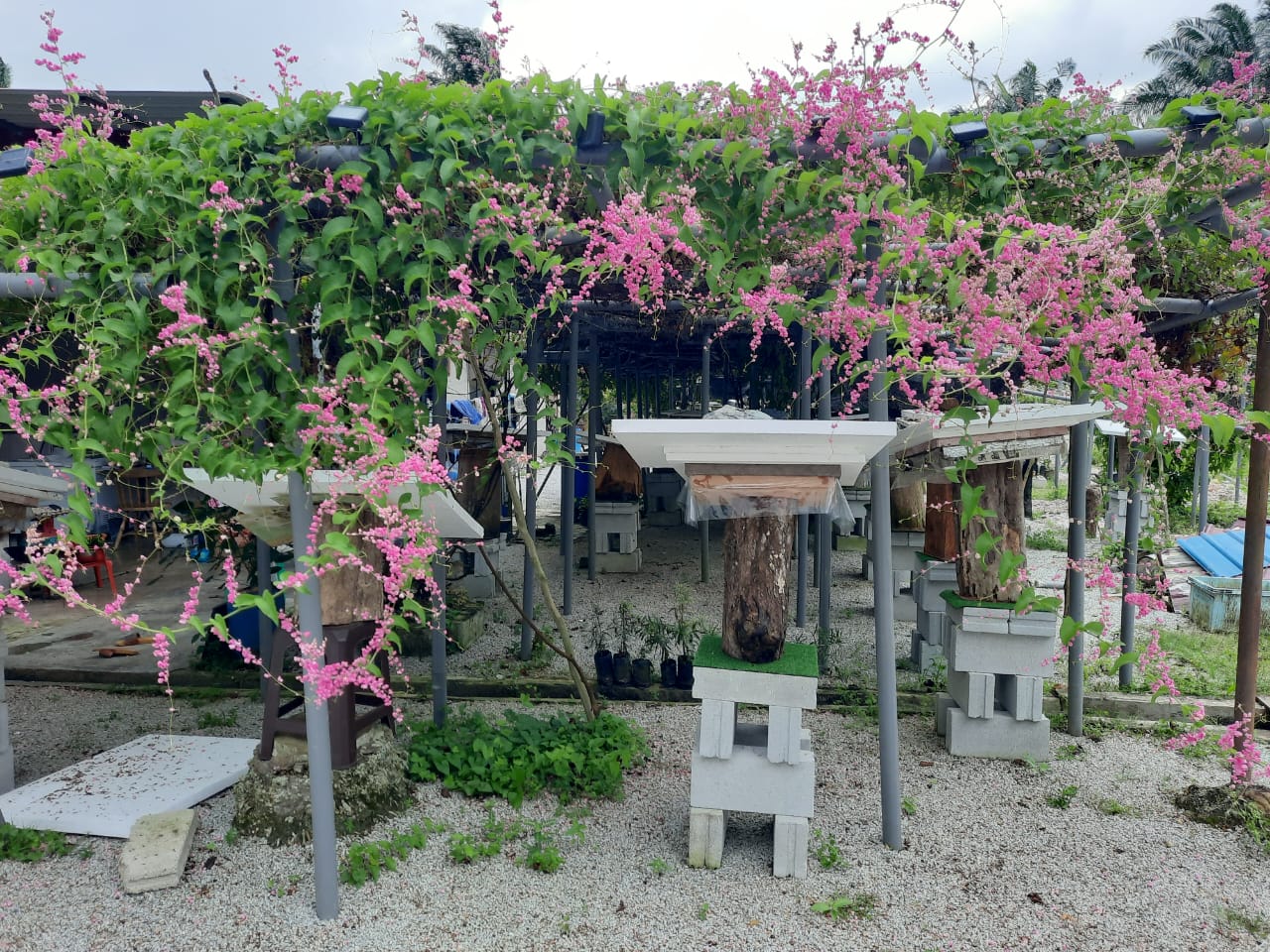 柔：今日面谱：为了孩子而养蜂，苏有福成为养蜂人达人